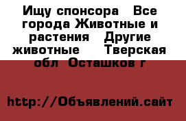 Ищу спонсора - Все города Животные и растения » Другие животные   . Тверская обл.,Осташков г.